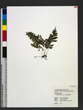 Asplenium obscurum Blume `ŸK