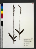 Peristylus formosanus (Schltr.) T. P. Lin OWO