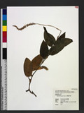 Hetaeria oblongifolia Blume 長橢圓葉伴蘭