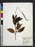 Hetaeria oblongifolia Blume 긭