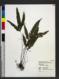 Lindsaea obtusa J. Sm. w