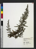 Artemisia indica W...