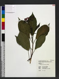 Gliricidia sepium (Jacq.) Steud. nv