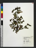 Melochia corchorifolia L. 