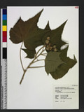 Hibiscus mutabilis L. var. roseo-plenus Nakai äܻT