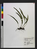 Lepisorus suboligolepidus Ching ˸