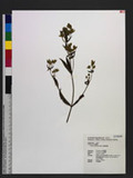 Swertia arisanensis Hayata s