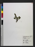 Antrophyum parvulum Blume L`e