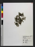 Selaginella pseudonipponica Tagawa 饻f