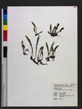 Loxogramme grammitoides (Bak.) C. Chr. pC