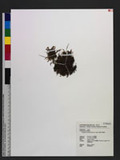 Selaginella pseudonipponica Tagawa 饻f