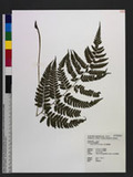 Athyrium silvicola Tagawa s\