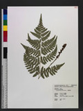 Dryopteris lacera (Thunb.) Ktze. G