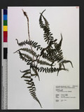 Athyrium reflexipinnum Hayata f\