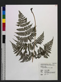 Acrophorus stipellatus (Wall.) T. Moore 쿹