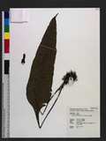 Neolepisorus ovatus (Wall. ex Bedd.) Ching Z޿