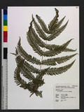 Pteris setuloso-costulata Hayata 