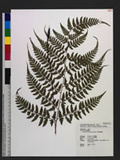 Athyrium erythropodum Hayata `\