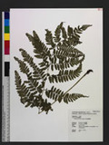 Athyrium silvicola Tagawa s\