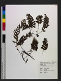 Hymenophyllum taiwanense (Tagawa) C. V. Morton