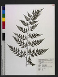 Asplenium neolaserpitiifolium Tard. -Blot & Ching j¬`K