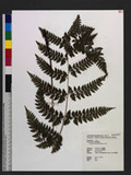 Dryopteris hasseltii (Blume) C. Chr.