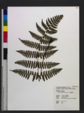 Dryopteris labordei (H. Christ) C. Chr. 