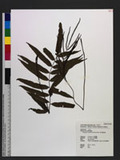 Plagiogyria euphlebia (Kunze) Mett. ؤF