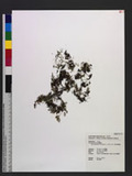 Hymenophyllum holochilum (v. d. B.) C. Chr. nvp