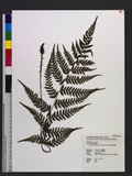 Athyrium arisanense (Hayata) Tagawa s\