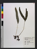Phymatopteris engleri (Luerssen) Pic. Serm. p