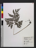 Dryopteris reflexipinna Hayata s`Ƹտ