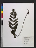 Pteris bella Tagawa `