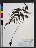 Athyrium arisanense (Hayata) Tagawa s\