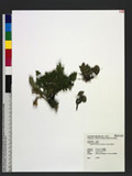 Selaginella tamariscina (P. Beauv.) Spring U~Q