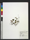 Oxalis acetocella L. subsp. japonica (Fr. & Sav.) Hara OWs`
