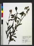 Conyza japonica (T...