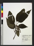 Mallotus philippensis (Lam.) Muell. -Arg. R