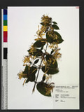 Lonicera japonica Thunb. 金銀花