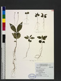 Tricalysia dubia (...
