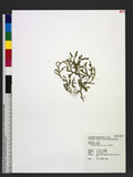 Selaginella nipponica Fr. & Sav. 饻f