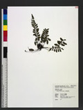 Athyrium nakanoi Makino c\