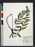 Athyrium fragile Tard.-Blot Ὤ\