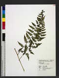 Athyrium fragile Tard.-Blot Ὤ\