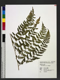 Athyrium fragile Tard.-Blot Ὤ\