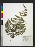 Athyrium fragile Tard.-Blot Ὤ\