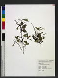 Lemmaphyllum microphyllum C. Presl ۿ