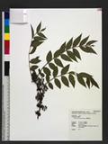Coriaria intermedia Matsum. OW