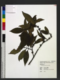 Tricalysia dubia (Lindl.) Ohwi J