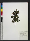 Trachelospermum gracilipes Hook. f. ӱ𵸥